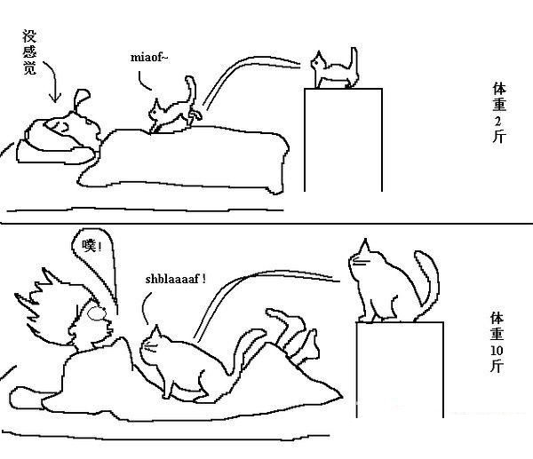 猫咪行为图解:养过猫的都懂 