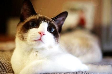 猫咪怀孕了需要注意什么？