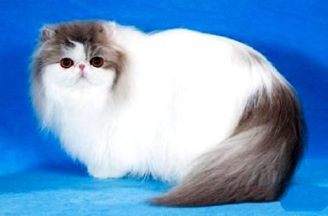 为什么小猫生出来就是死的？