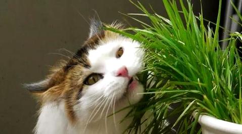 猫草是什么