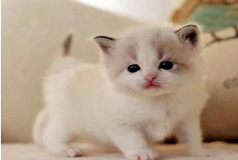 幼猫猫粮哪个牌子好？幼猫怎么养？