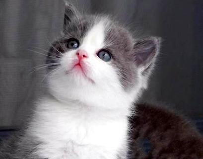 英短蓝白猫怎么养