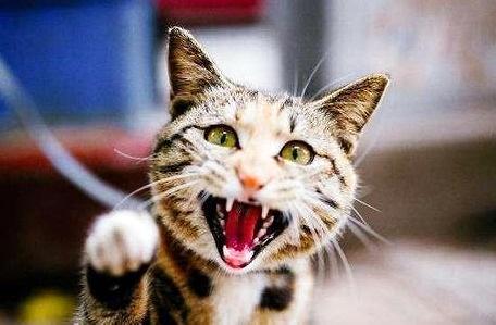 被猫咬了怎么办?被猫咬了紧急处理措施 被猫咬了怎么办?被猫咬了紧急处理措施