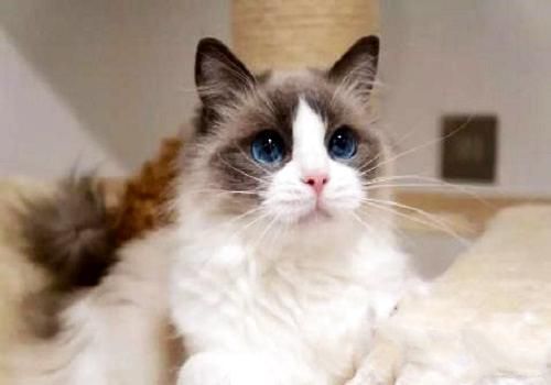 布偶猫多少钱一只？布偶猫饲养注意事项？