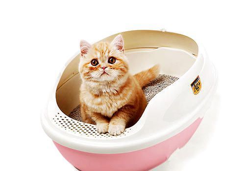 不同种类的猫砂该怎么清理？