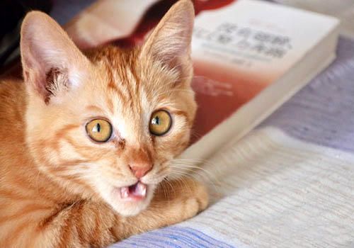 不要小看你家猫咪,它可能是物理大师? 不要小看你家猫咪,它可能是物理大师?