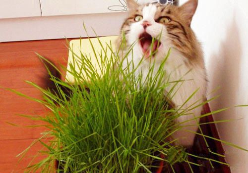 猫草对猫咪有什么帮助