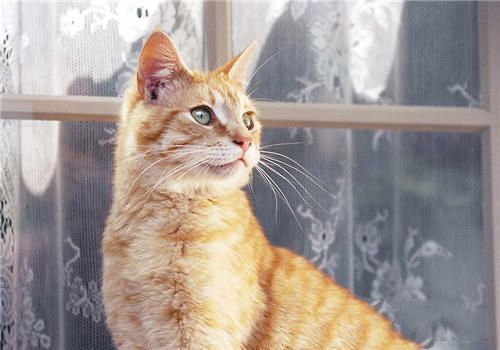 如何布置一个舒适的猫窝