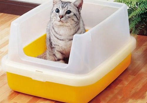猫砂盆怎么训练猫咪使用？