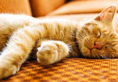  睡觉真的是猫咪的爱好？
