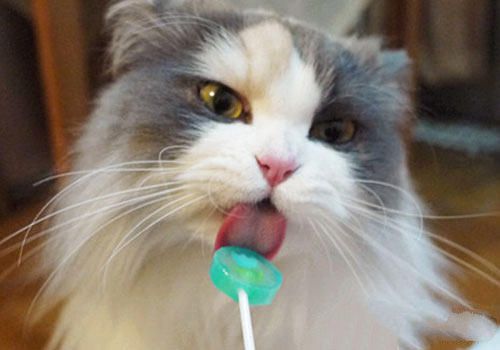 猫咪爱吃甜食吗？