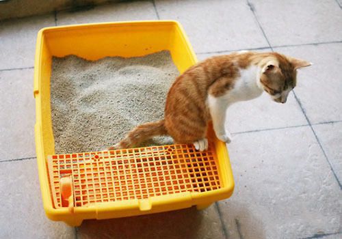猫砂怎么使用才能让猫咪觉得舒适？