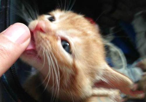 猫咪也爱舔人吗？