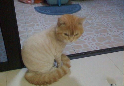 秋季猫咪掉毛严重怎么办？