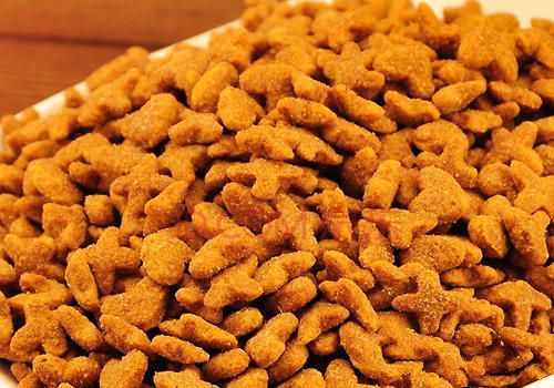 猫咪喂食的注意事项