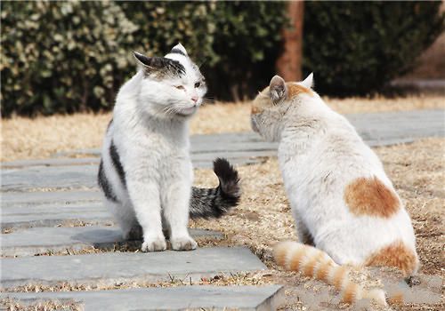 生活在不同地区的猫会有沟通障碍吗？