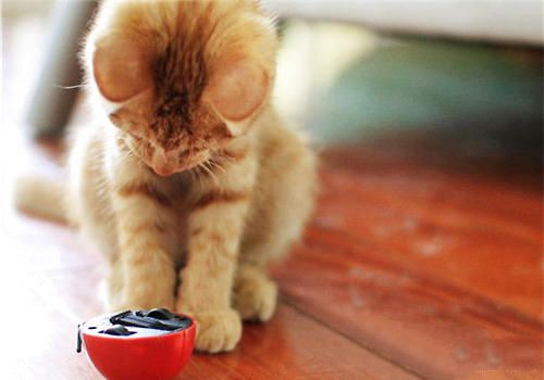 猫咪厌食不吃东西怎么办？
