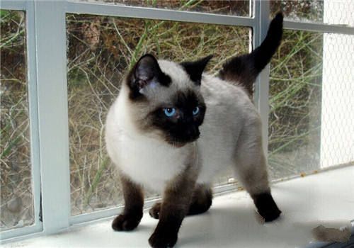 母猫食亲仔猫的原因之如何照顾小猫