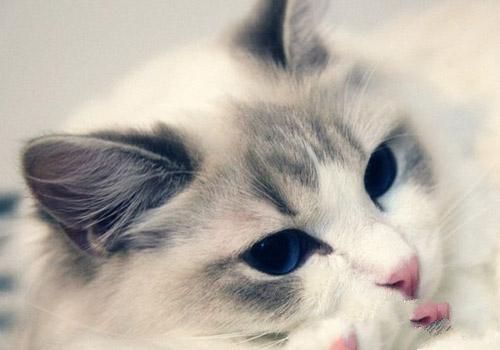 猫咪喜欢扒猫砂是强迫症吗