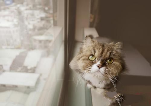 金吉拉发情怎么办