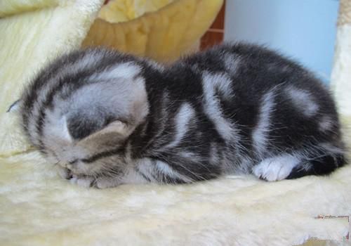 猫咪刷牙的注意事项