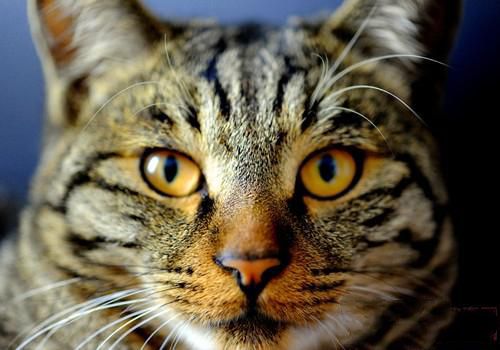 牛磺酸对猫咪有什么的作用