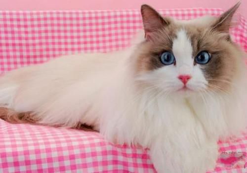 如何正确的饲养布偶猫