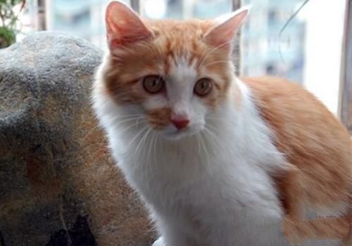 土耳其安哥拉猫的喂食要求