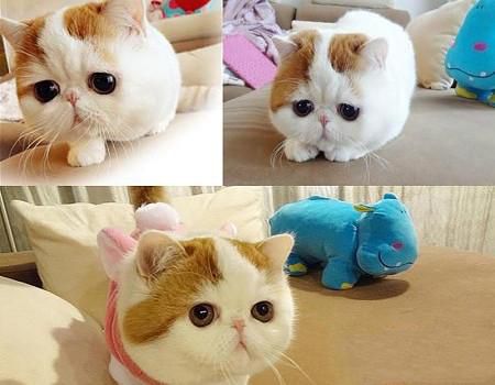 异国短毛猫(加菲猫)品种简介 异国短毛猫(加菲猫)品种简介