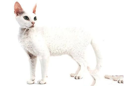 德文卷毛猫的养护需要注意哪几点 德文卷毛猫的养护需要注意哪几点