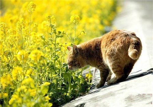 哪些植物会引起猫咪中毒