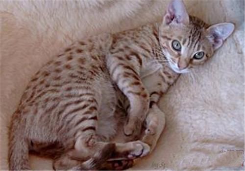 奥西猫如何起名? 奥西猫如何起名?