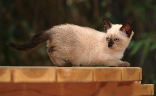 牙齿和毛色可判断暹罗猫年龄