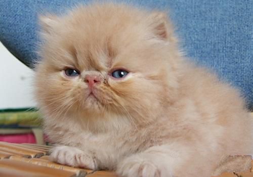 波斯猫发情了怎么办 波斯猫发情了怎么办