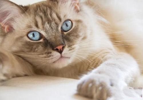 猫咪长寿的秘诀是“懒惰”？