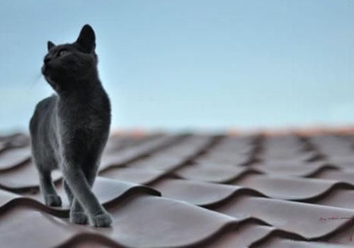 为什么猫咪喜欢在地毯上尿尿