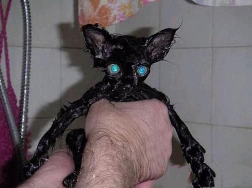 喵星人美容注意事项