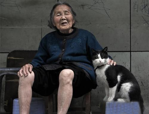 猫的发育阶段与人的年龄对比 猫的发育阶段与人的年龄对比