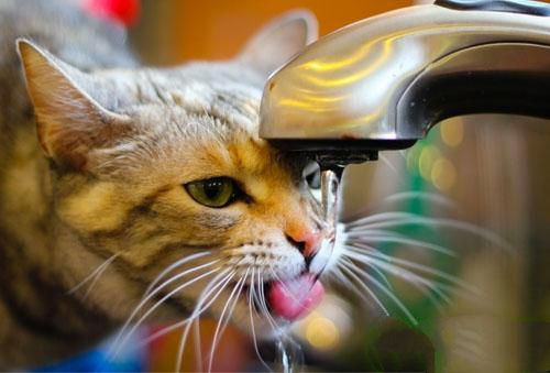 揭秘猫的超聪明喝水方式