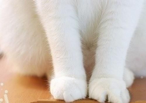 猫咪爪部护理的重要性