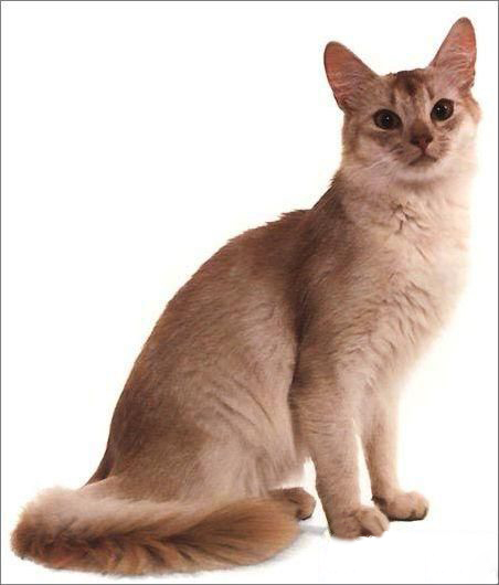 关于阿比西尼亚猫的介绍