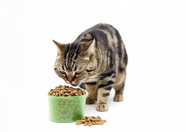 对猫咪有益的食品有哪些