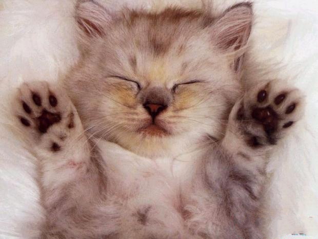 猫咪身上为啥会臭