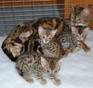 关于奥西猫的介绍