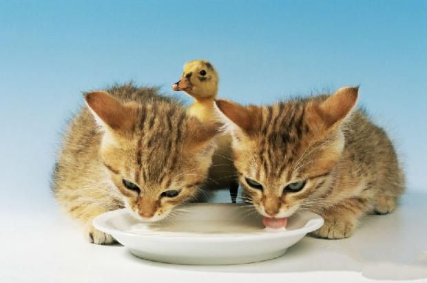 猫咪不爱喝水怎么办？