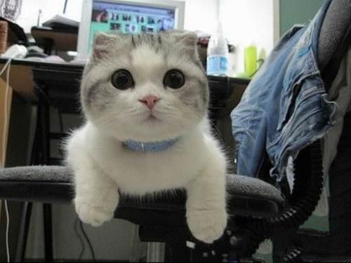 猫咪护理需有备忘录 猫咪护理需有备忘录