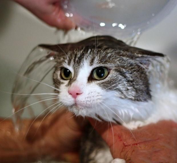 猫咪洗澡香波一定要冲洗干净