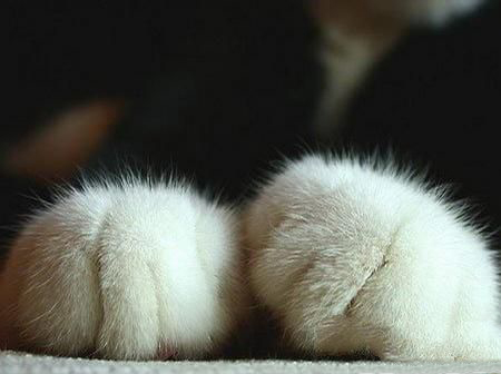 带你了解猫咪脚掌的秘密