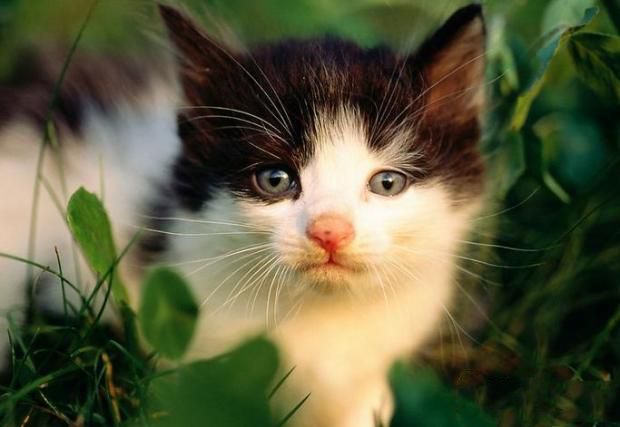 教你如何根据猫咪花色起名字 教你如何根据猫咪花色起名字