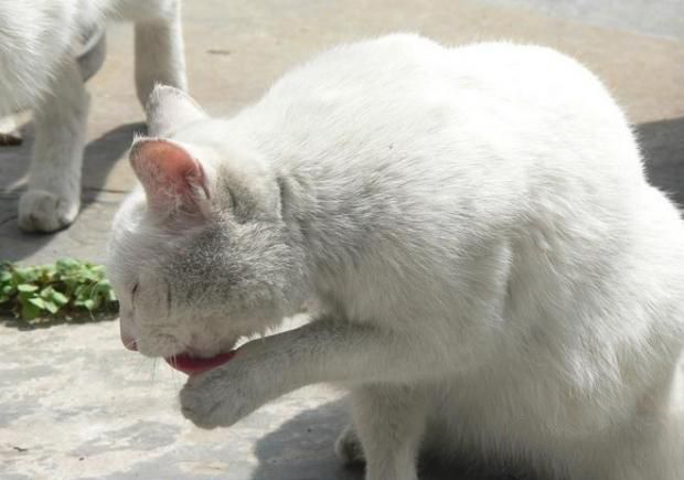 猫的饮食习惯和遗传有关系